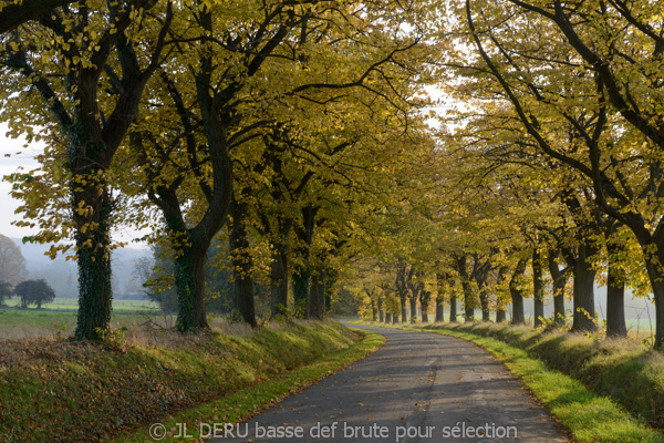 paysage automne